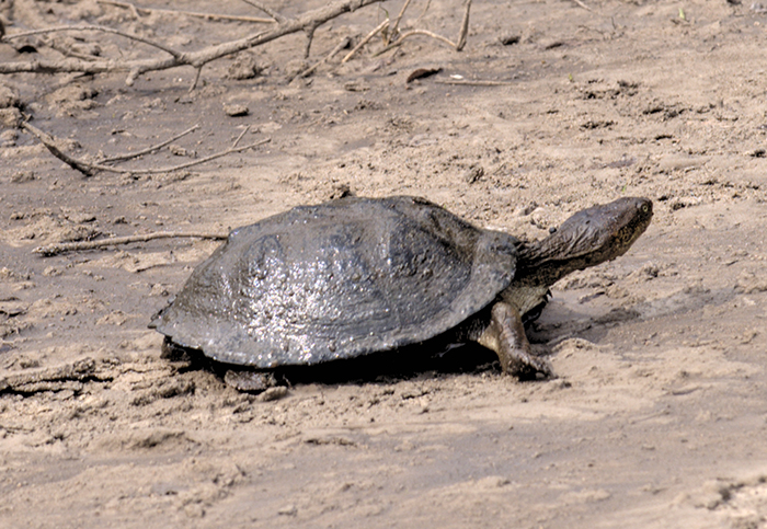 tortoise